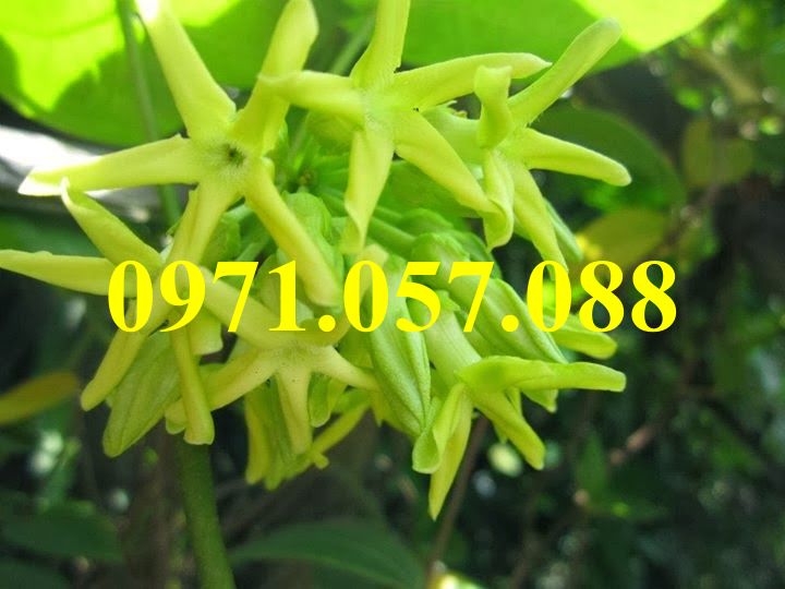 GIỐNG CÂY HOA THIÊN LÝ